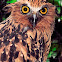 Buffy Fish Owl