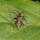 Flat-faced longhorn beetle (female)