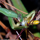 Chinese Mantid (eating a katydid)