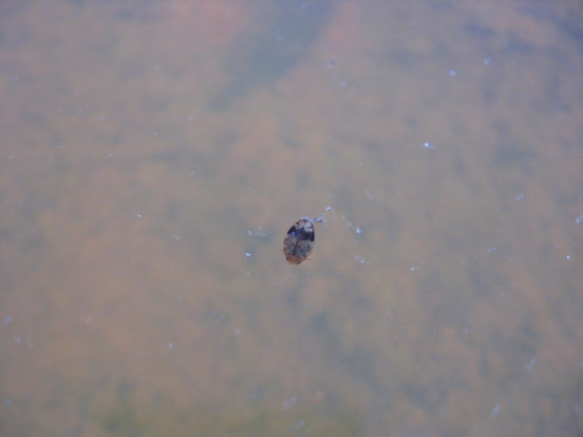 Predaceous Diving beetle