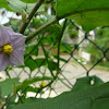 Flower of Thai eggplant