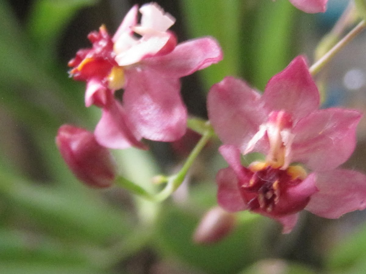 Orquídea Oncidium ornithorhynchum