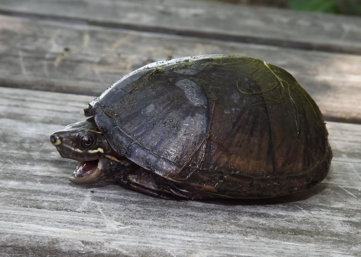 Common Musk Turtle