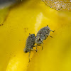 Aphids