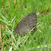 Common Threering or African Ringlet