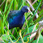 purple gallinule