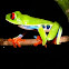 Red eye Tree Frog