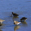 Long and Short-billed Dowitchers