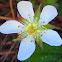 California Blackberry Blossom