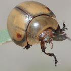 White acacia leaf beetle