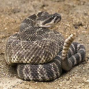 Animal Sounds Naturally - náhled