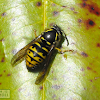 Yellow Jacket Wasp