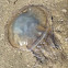 Beached jellyfish, Golfe de Morbihan