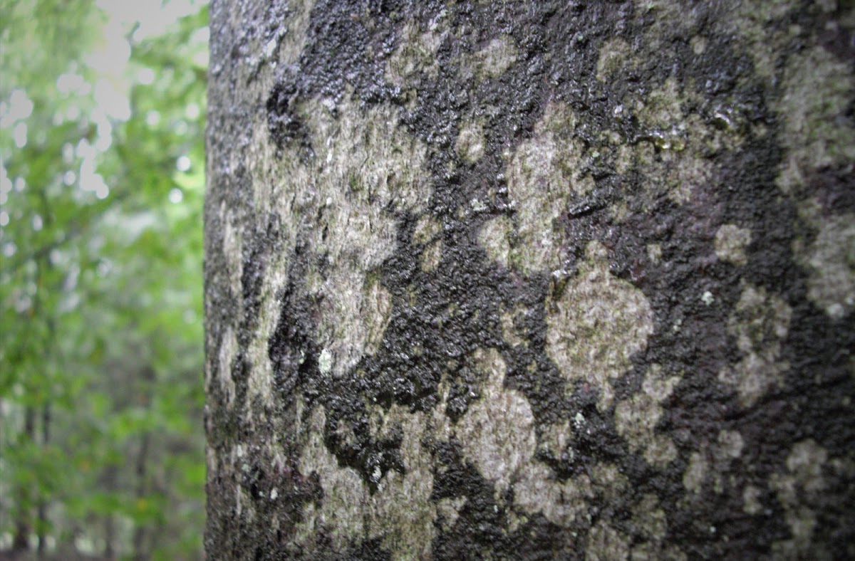 White Bark Fungus