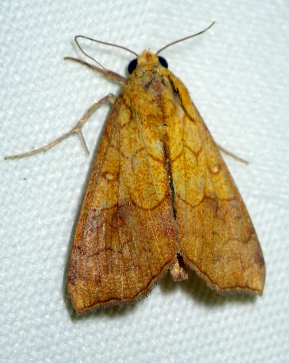 Orange Cotton Moth