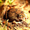Ornate Burrowing Frog