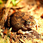 Ornate Burrowing Frog