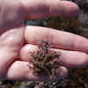 NZ hairy seaweed crab