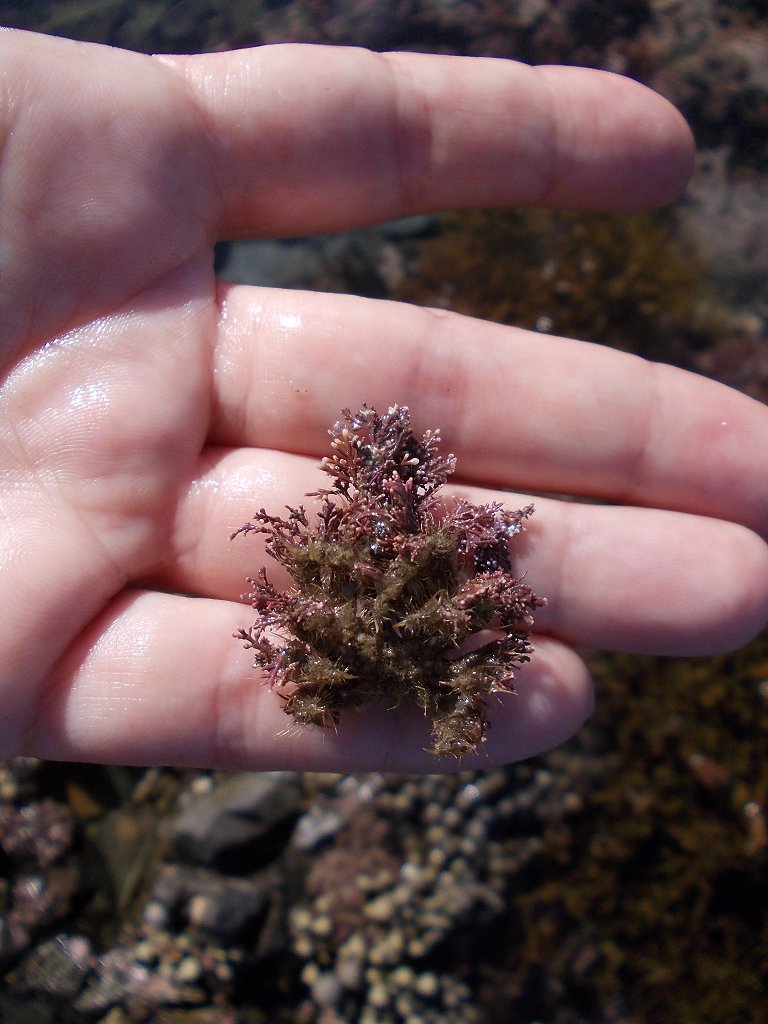 NZ hairy seaweed crab