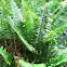 Sword fern