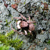 Pygmy Jumping Spider