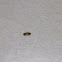 Dermestidae beetle larvae