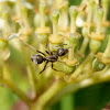 Grey Wood Ant