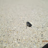 Seed-eating Ground Beetle