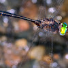 Mocha Emerald dragonflies (in flight)