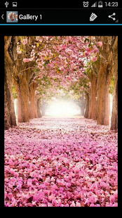 Free Download Cherry Blossom APK