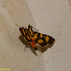 Orange-spotted Flower Moth or Red-waisted Florella Moth