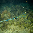 Bluespotted Ribbontail ray