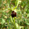 Bumblebee Orchid / Bumbarova kokica