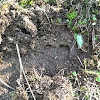 Spanish wild boar footprints