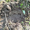 Spanish wild boar footprints