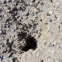 Desert Harvester Ant