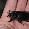 Ox beetle (female)