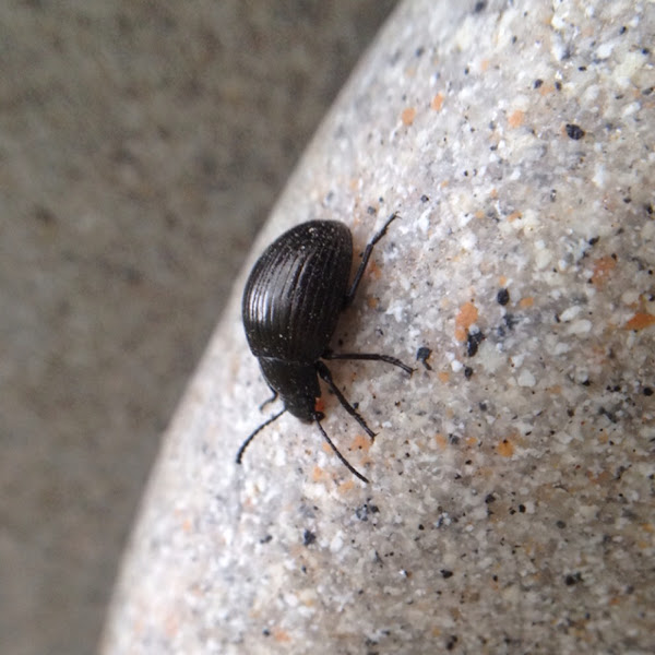 small-black-beetle-project-noah