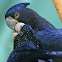 Red Tailed Black Cockatoo