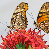 Juno Longwing Butterflies