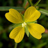 Mexican Primrosewillow