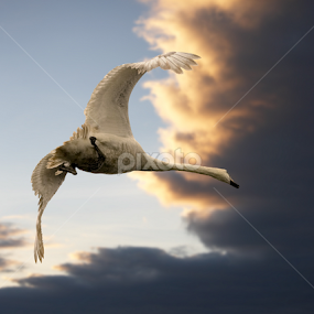 swan in flight by Gerry Morgan - Animals Birds