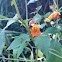 Spotted jewelweed