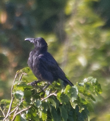 Large-billed crow