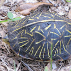 Florida Box turtle