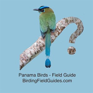 Panama Birds Field Guide logo