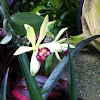Vanilla Orchid 