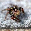 Jumping spider (juvenile)