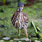 green heron (juvenile)