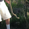 Plains Gopher Snake